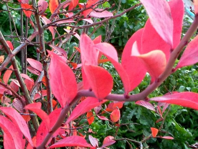 季節外れの花と紅葉