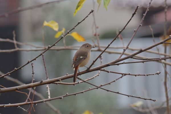 野鳥を撮影したよ