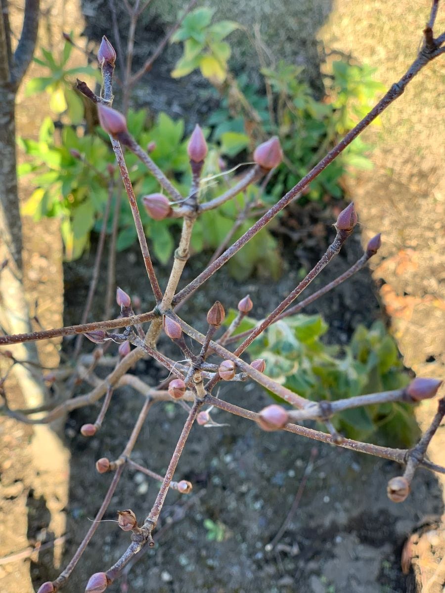 冬枯れの庭で、花芽