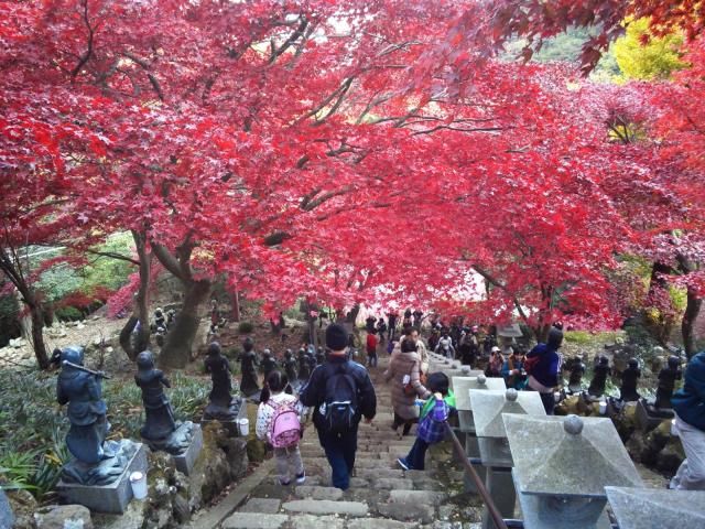 大山の紅葉