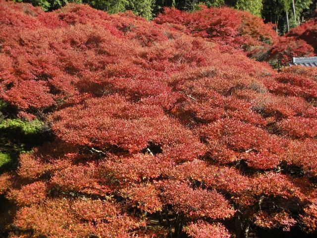 大龍寺のドウダンツツジ。