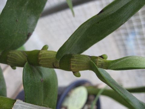 デンドロビューム　花芽？