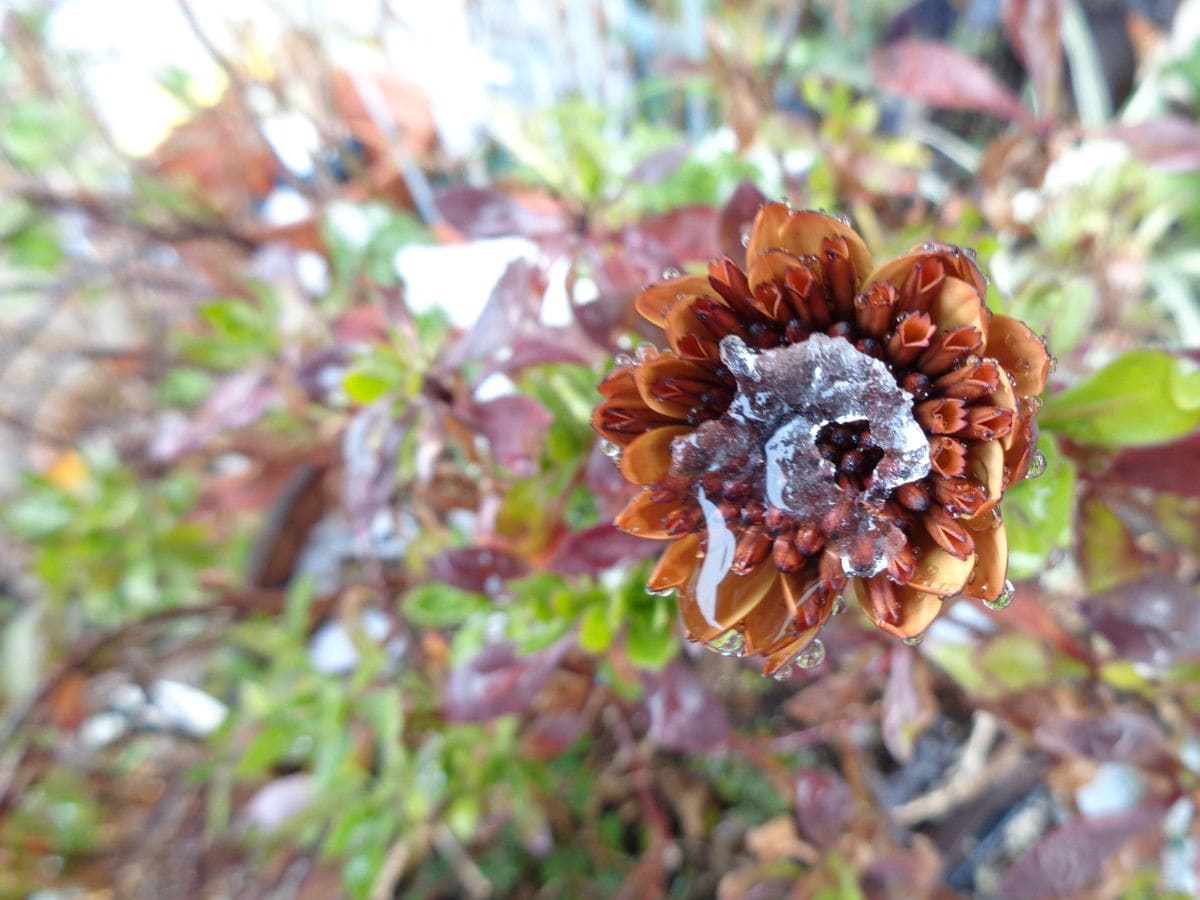 続・雪が降りました❆❆❆