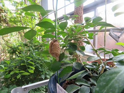 薬用植物園_温室(東京都小平市)