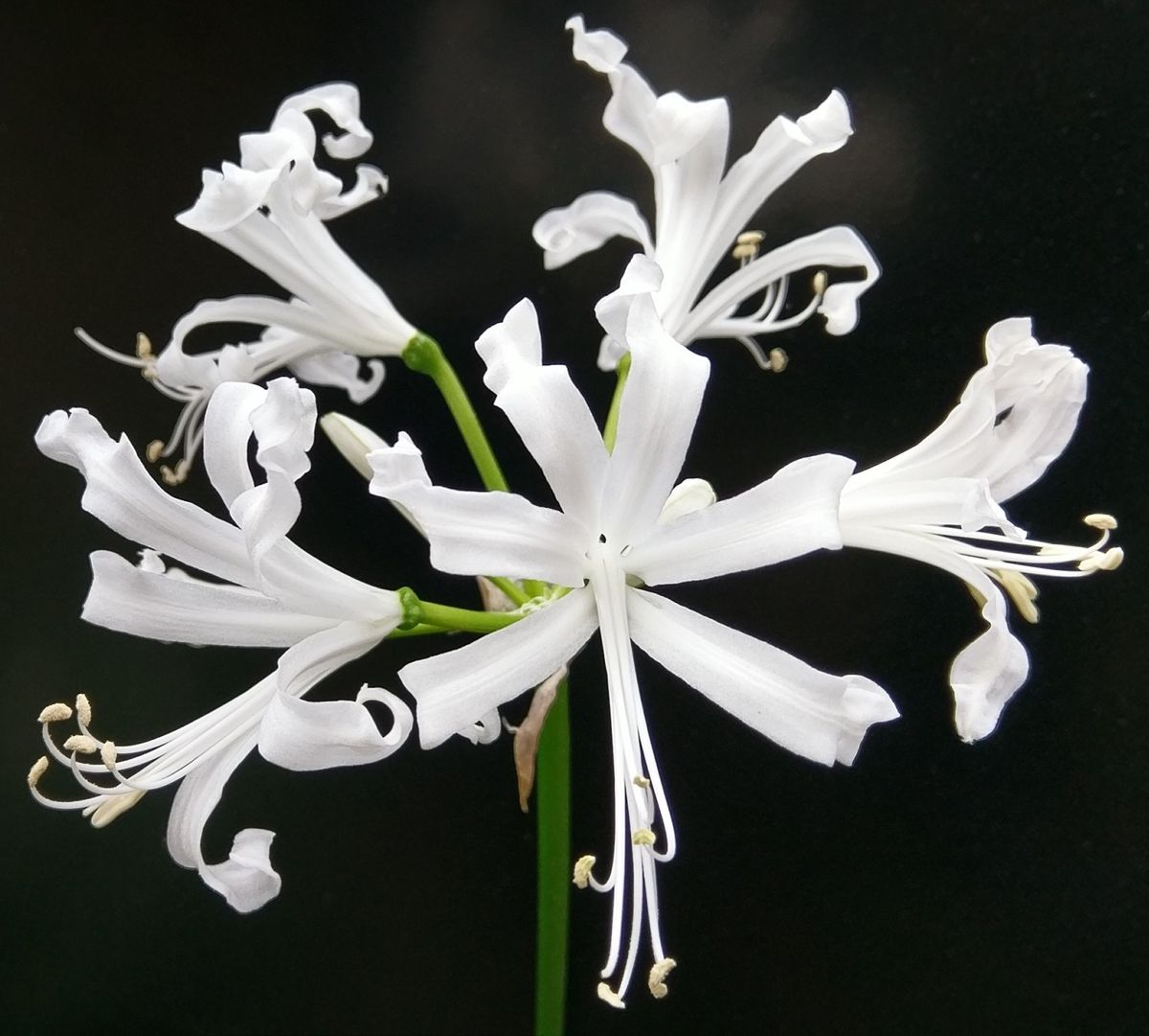 地植えボーデニーまだ咲いてます