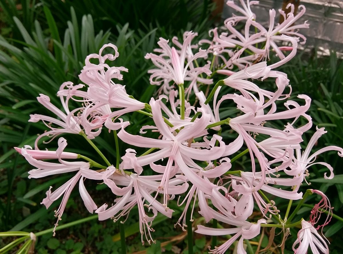 地植えボーデニーまだ咲いてます