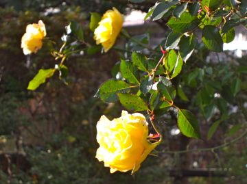 今日の薔薇