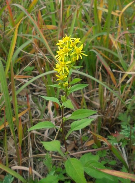 野草のアルバムを