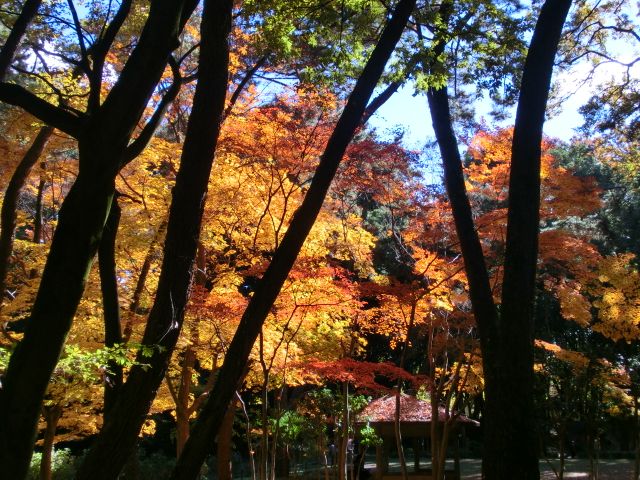 久しぶりの森散歩。