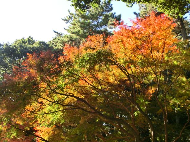 久しぶりの森散歩。