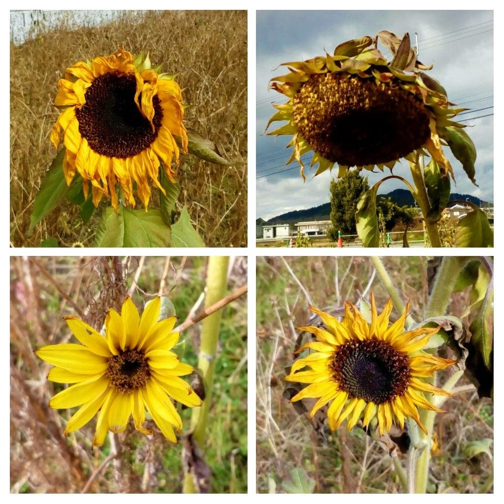 冬至に咲く『ヒマワリ🌻』