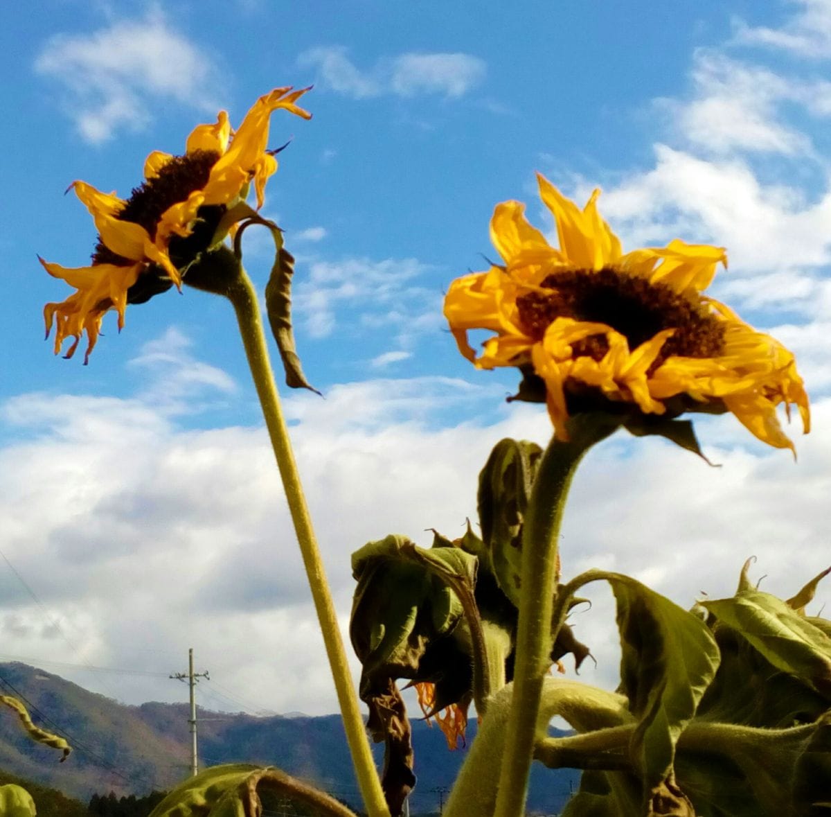 冬至に咲く『ヒマワリ🌻』