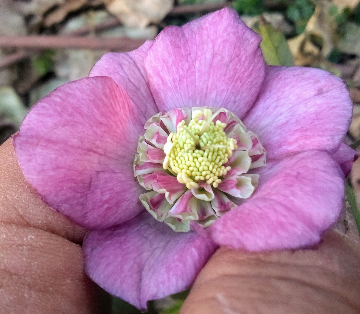 これだから初花だけじゃ分からない