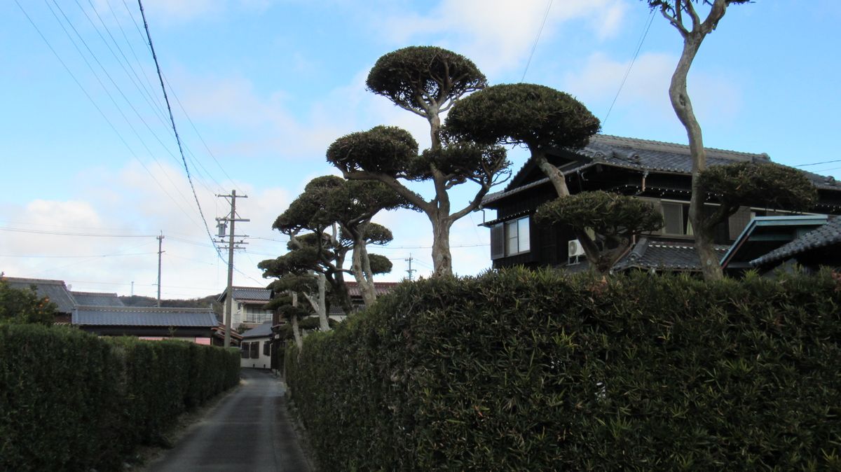 ここまで来ると芸術？イヌマキの垣根