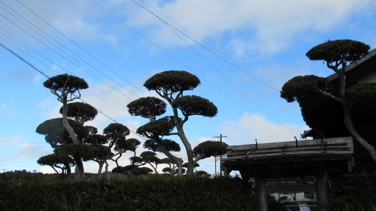 ここまで来ると芸術？イヌマキの垣根