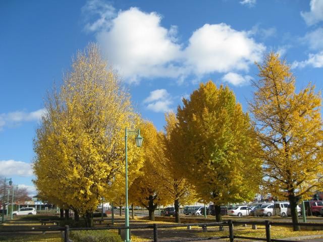 銀杏紅葉、シクラメン、ハイビスカス。