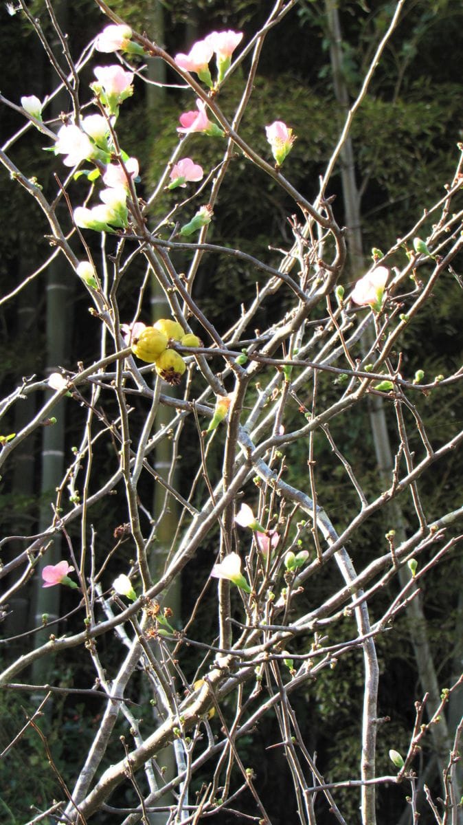 花期が変わってしまったのか木瓜