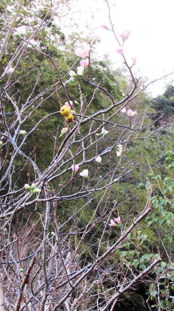 花期が変わってしまったのか木瓜