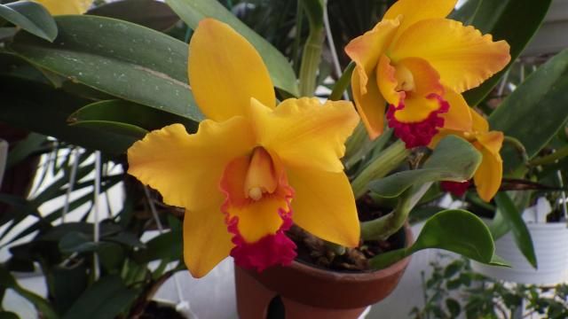 Rlc.Kat E-Sun‘M’