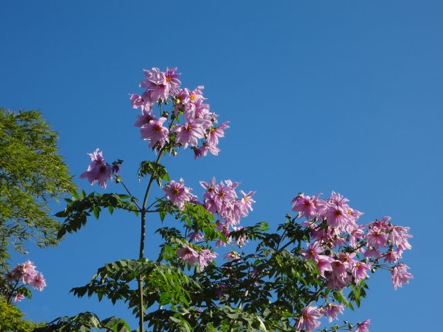 球根の植え付け！