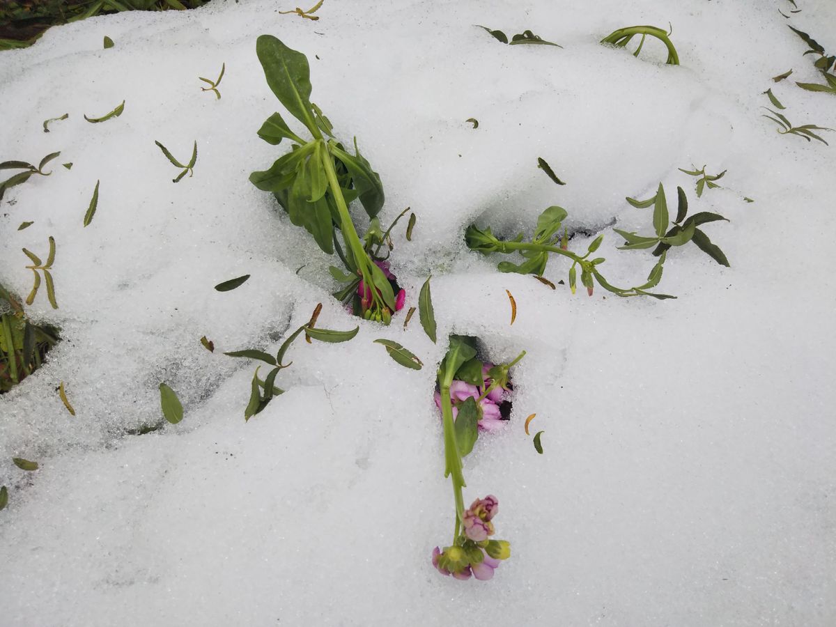 ストックが雪の下で、、、💦