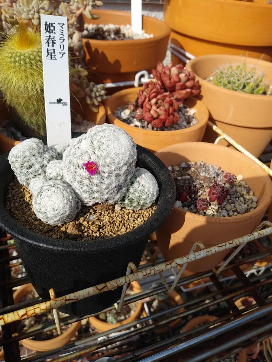 🌵可愛い花発見😲