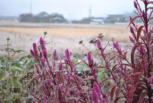 霜の朝