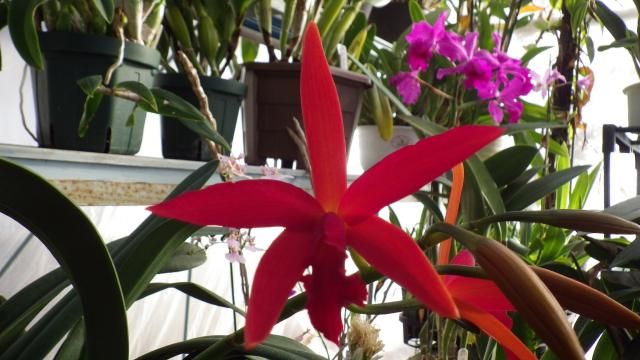 Ctt.Kagaribi Dawn ‘Red Star’ BM/JOGA