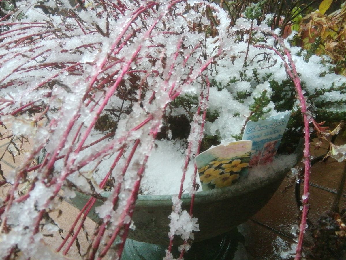 雪、重っ！