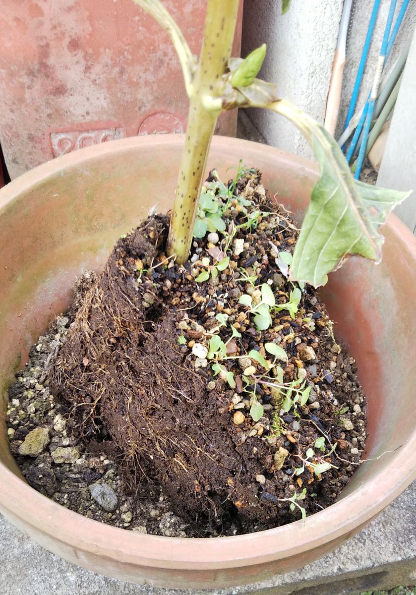 アジサイの挿し木の定植