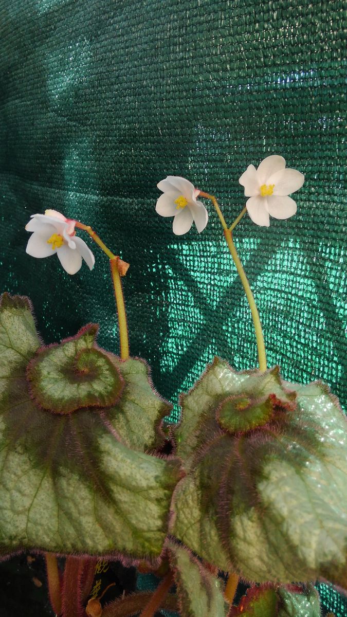 エスカルゴの開花🐌