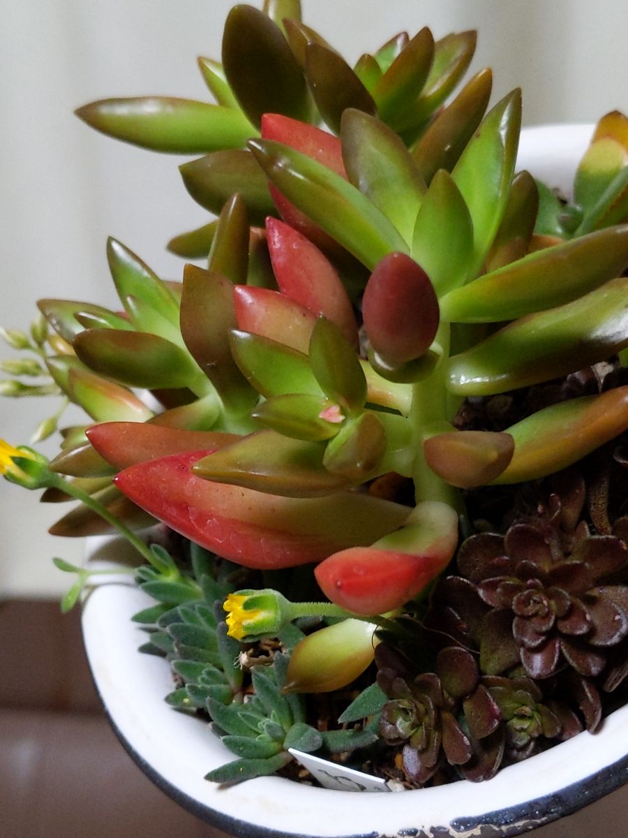 寄せ植えにもお花🏵