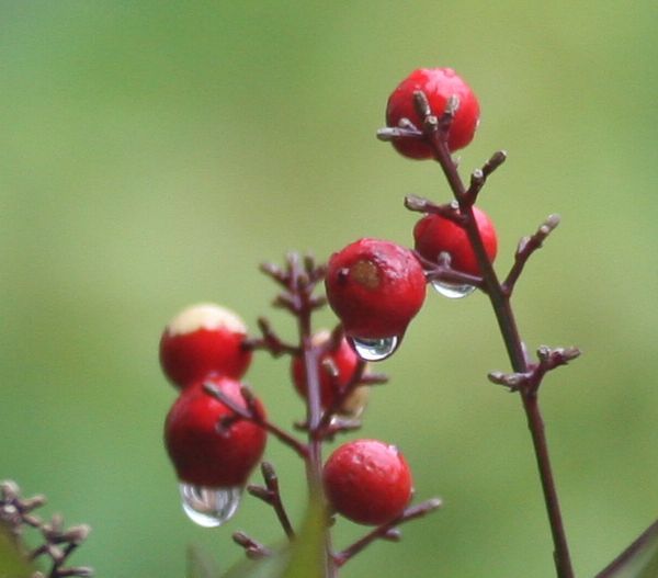 オールドカメラで撮る。～CANON EOS 30D