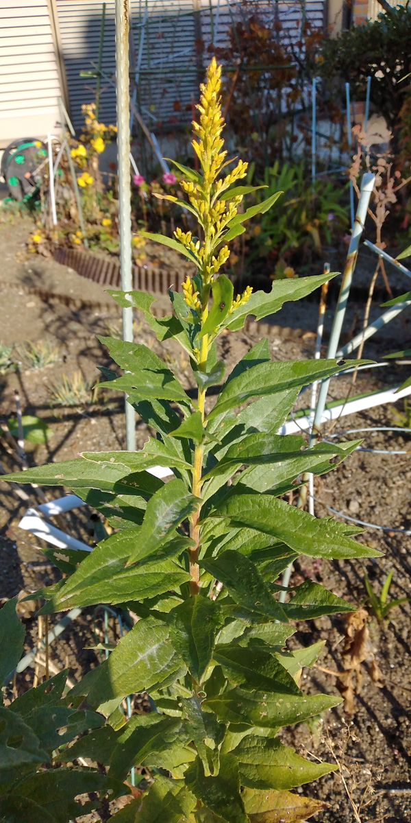 散歩道で見かけた植物！