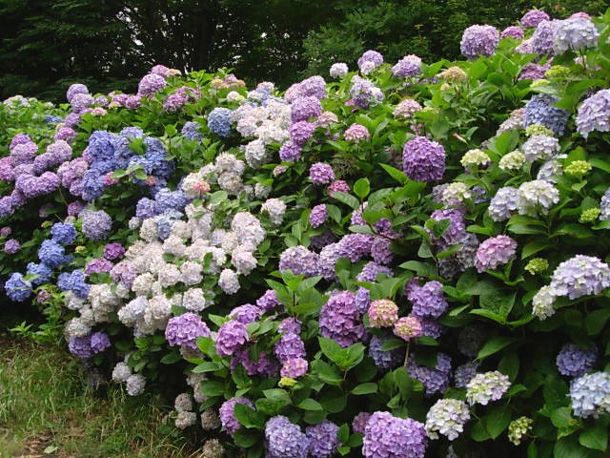 公園の紫陽花が