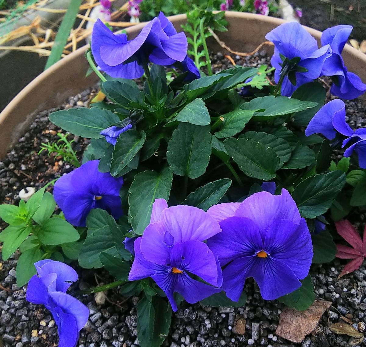 沢山花を着けたビオラ💠