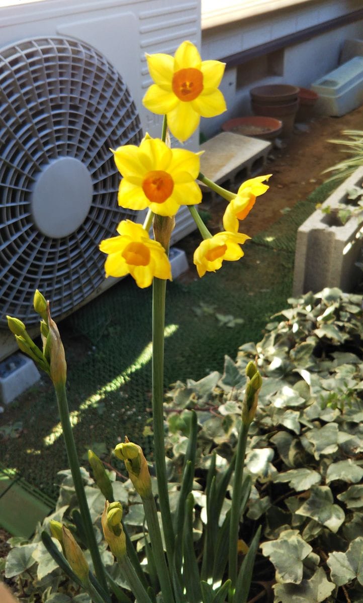 スイセンの花が増えました