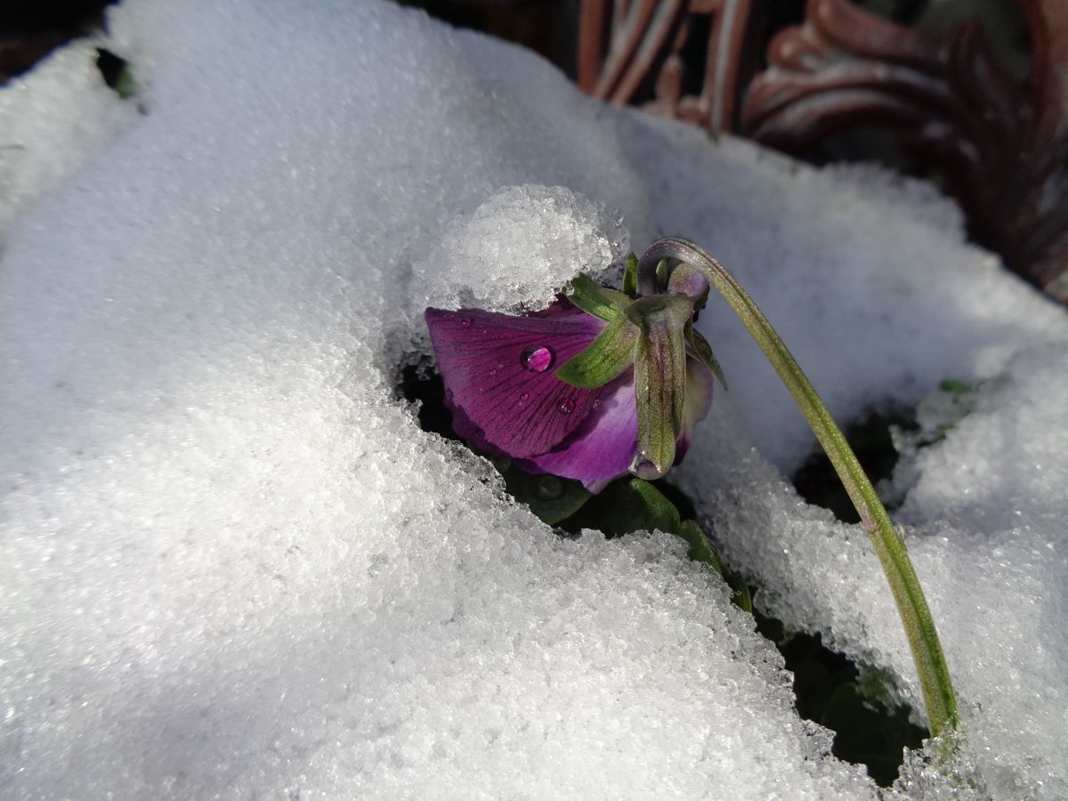 雪の元日①