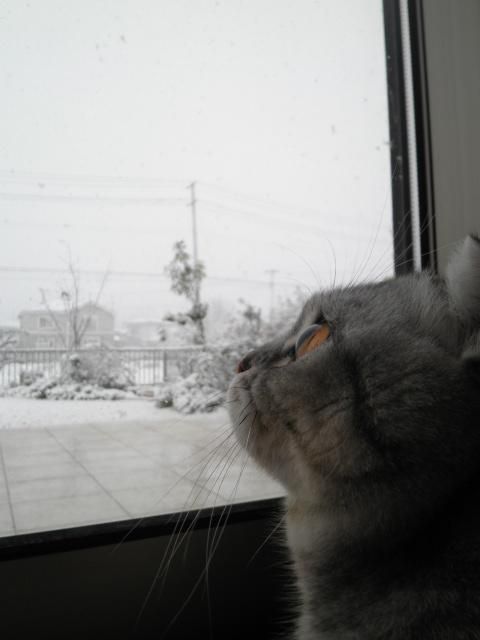 雪見猫