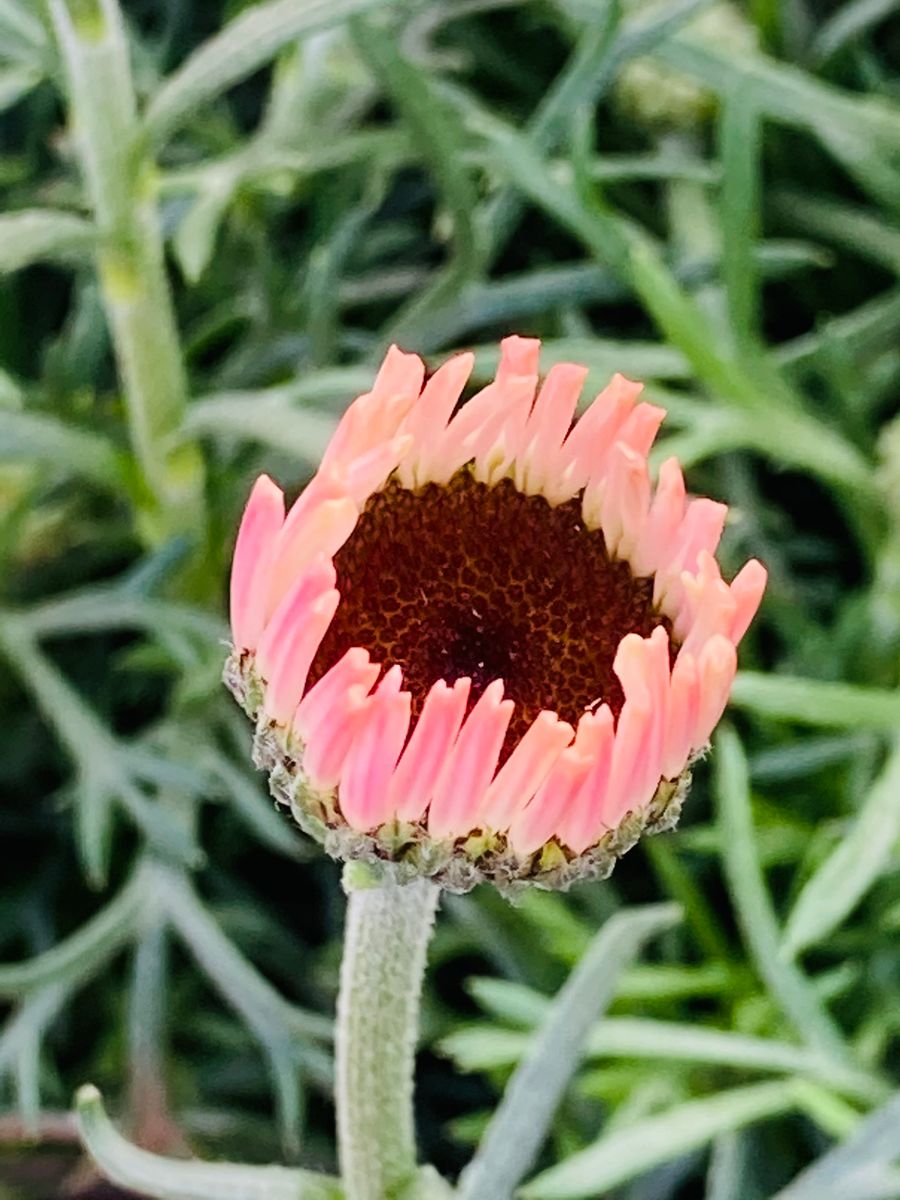 ローダンセマム開花🎵