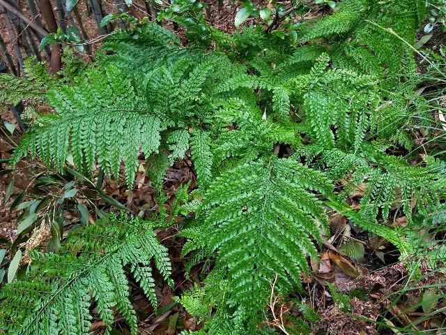 里山のシダ①