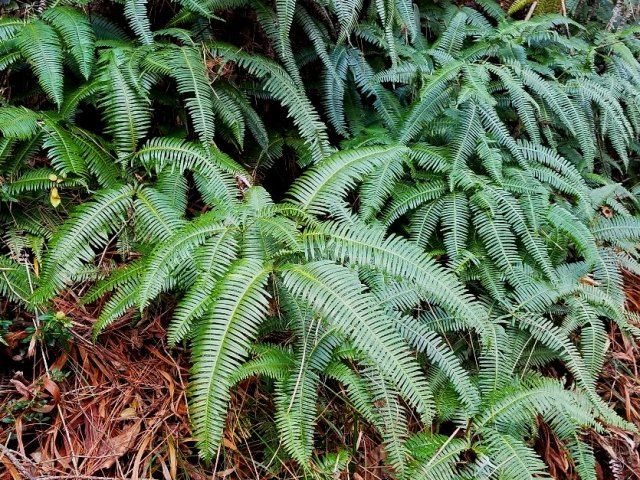 里山のシダ①