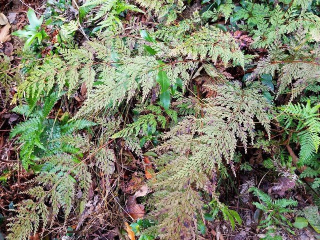 里山のシダ③