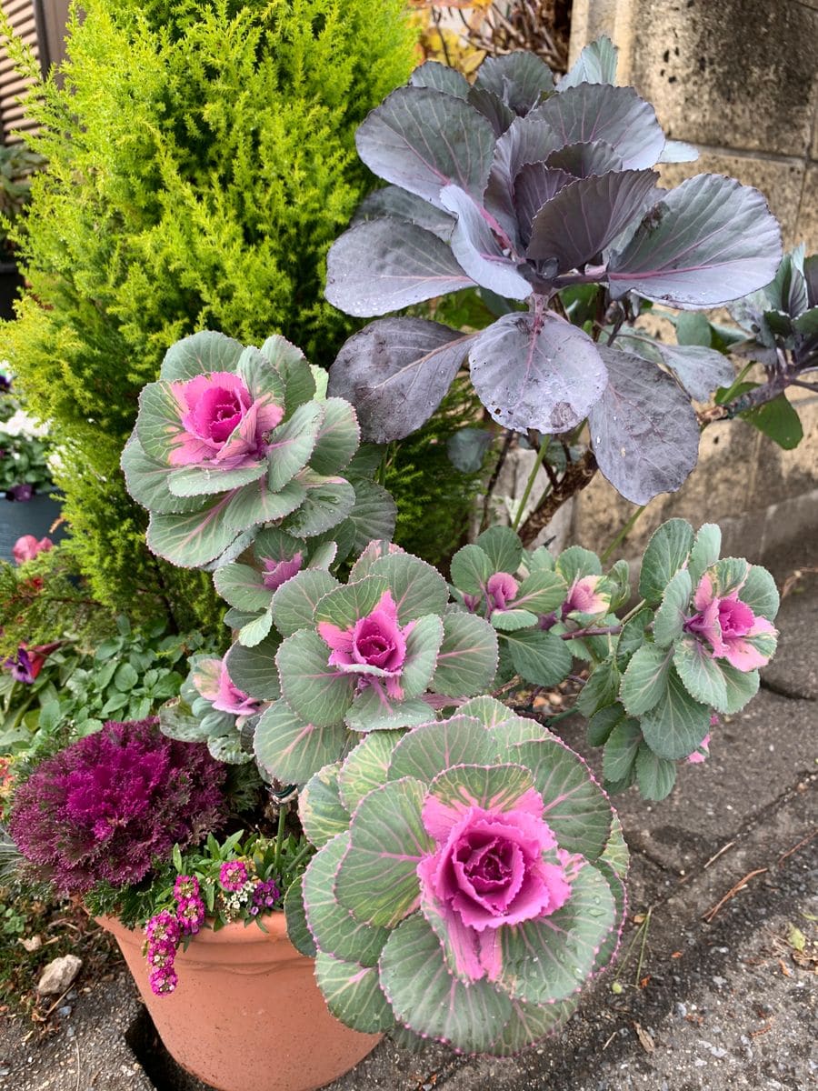 今日の花仕事