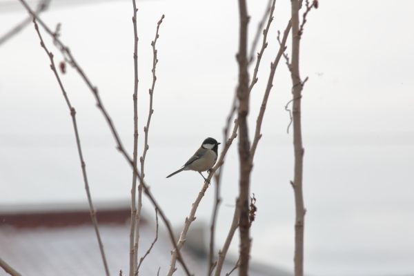 野鳥を撮ったよ