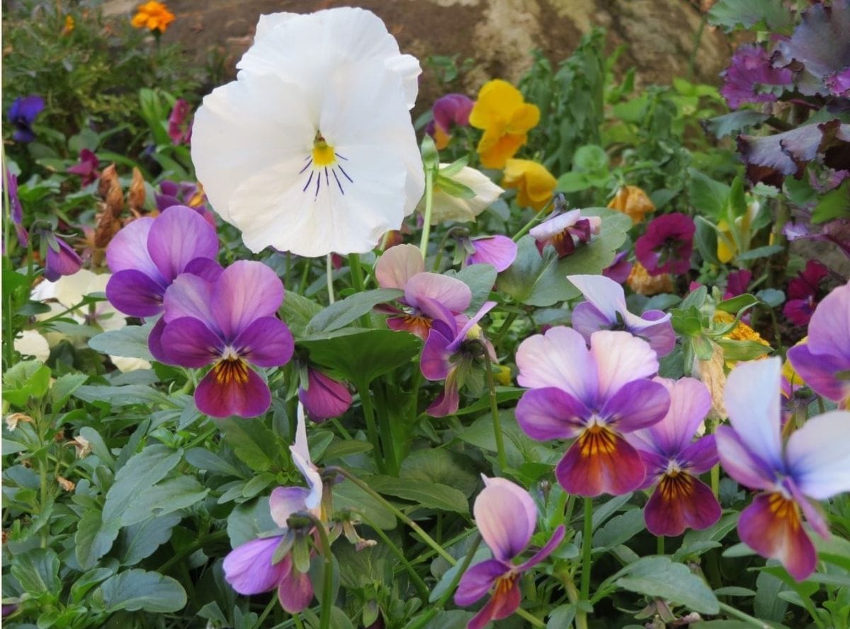 🌻今日の花たち🌻その１