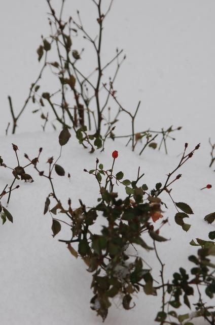 吹雪の夜が明けて