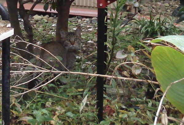 猫と対峙する猫