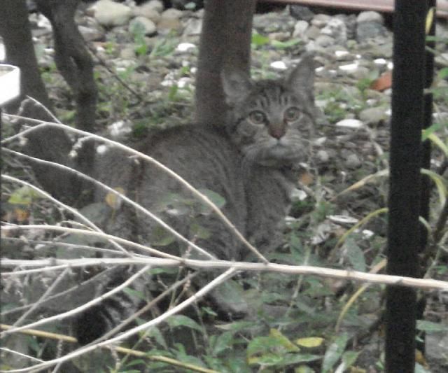 猫と対峙する猫