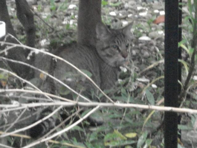 猫と対峙する猫